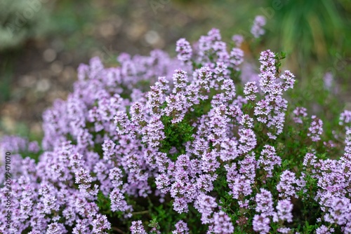 Creeping thyme (thymus serpyllum) flowers in bloom