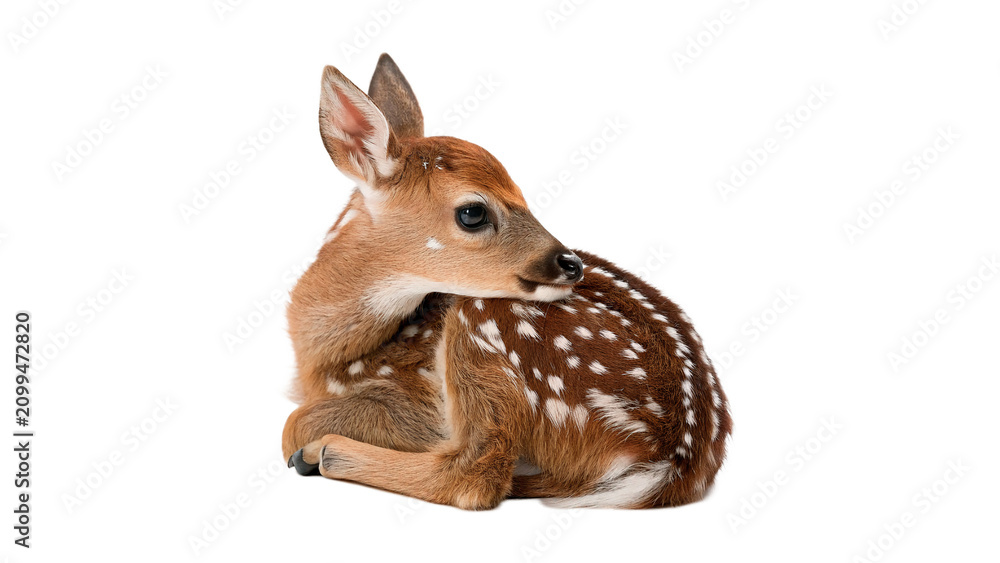 Obraz premium Cute little spotted deer fawn standing isolated on transparent background