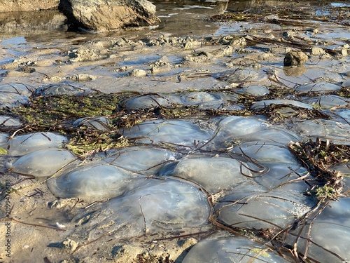 Fotografie Jellyfish washed ashore on a sandy beach