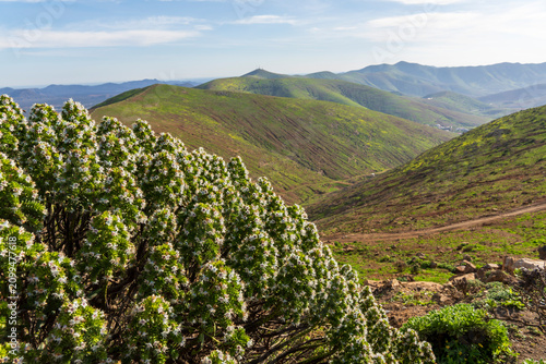 Fuerteventura island Canary islands Spain. At the top of the mountain pass that gives access to the historic town of Betancuria via the FV-30 road, is the Guise and Ayoze and Morro Velosa viewpoint, 