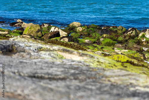 Obraz na płótnie Seaweed-covered rocks along the coast of Dublin Bay, Ireland