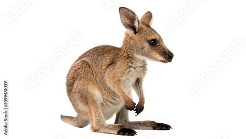 Photography Small wild kangaroo standing on grass alertly isolated on transparent background