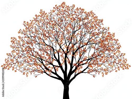 Autumn tree with orange leaves, isolated on white background