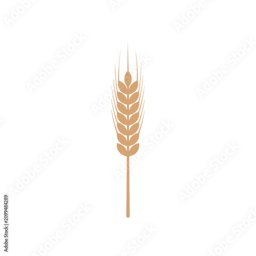 Wheat ear flat vector icon representing agriculture, grain harvest, organic food, and bakery ingredients