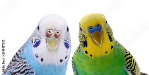 Foto Cute parrots looking out on white background. Feathered pet