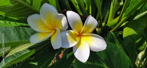 Close-up of two white and yellow frangipani flowers blooming among lush green leaves in tropical sunlight. Ideal for nature, spa, travel, botanical and tropical garden concepts.