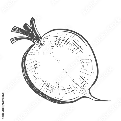 A sketch of radishes lying on a table. Vector illustration of the vegetable in an engraving style. The whole root vegetable with leaves is depicted on a white background. Hand-drawn, imitating etching