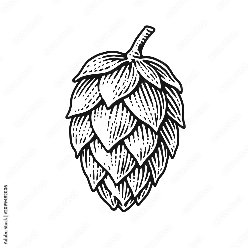 Fototapeta premium Hop cone. Vintage woodcut engraving style vector illustration.