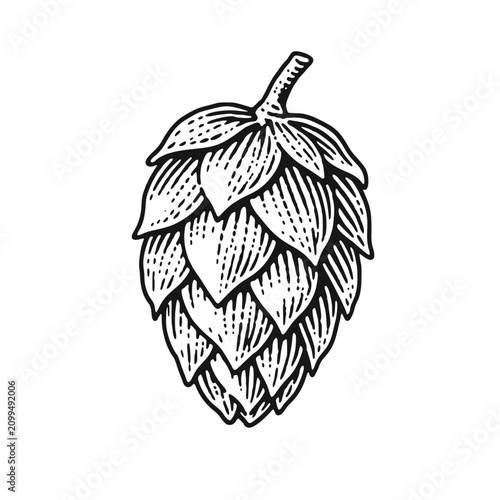 Hop cone. Vintage woodcut engraving style vector illustration.