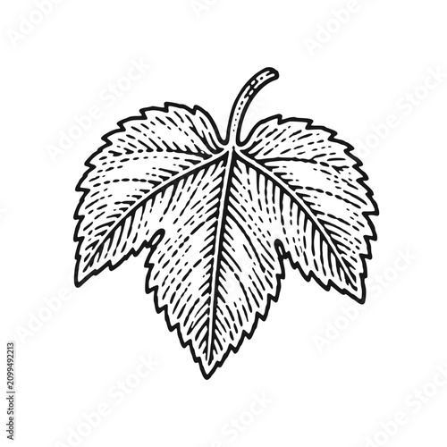 Hop leaf. Vintage woodcut engraving style vector illustration.