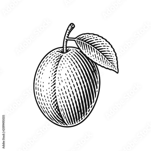 Plum with leaf on a stem. Vintage woodcut engraving style vector illustration.