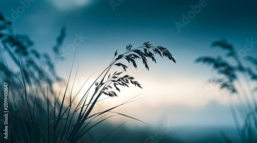Closeup of wild grass silhouette against a soft, hazy sunrise sky