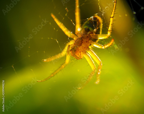 Obraz na plátne spider on the web