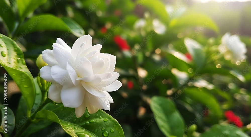 Obraz premium White jasmine flower with green leaves and water droplets in garden outdoors