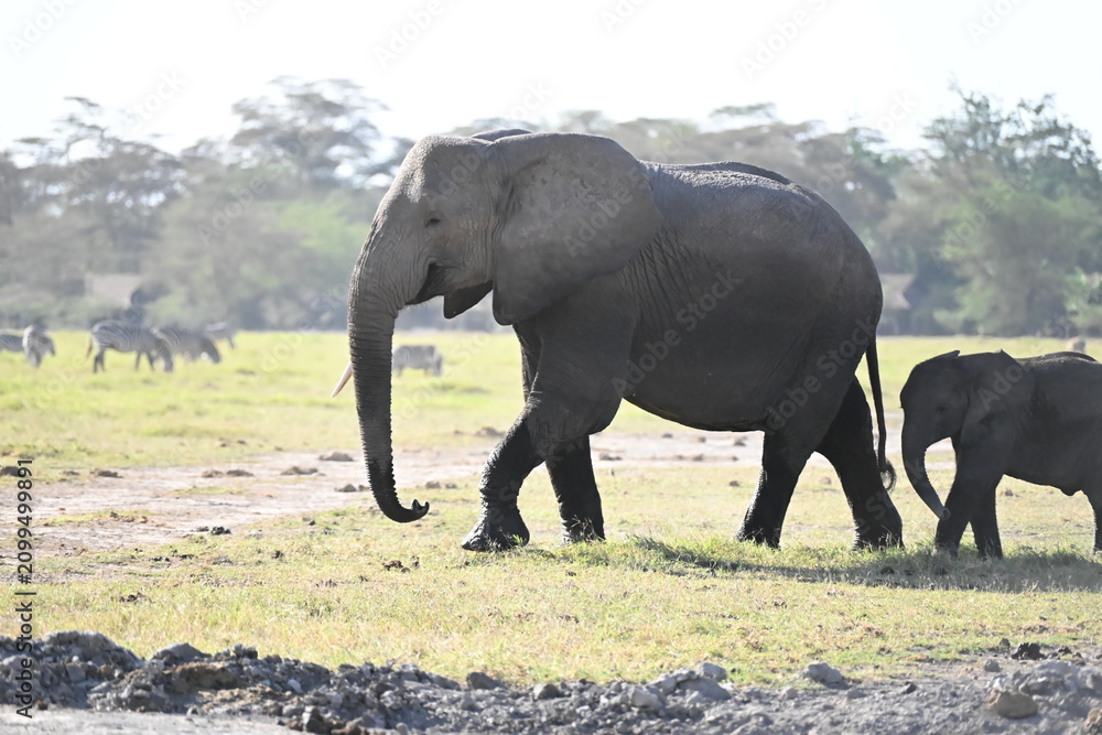 Fototapeta premium African elephants are members of the genus Loxodonta comprising two living elephant species, the African bush elephant (L. africana) in amboseli national park