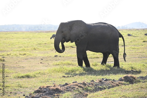 Obraz na plátně African elephants are members of the genus Loxodonta comprising two living elephant species, the African bush elephant (L