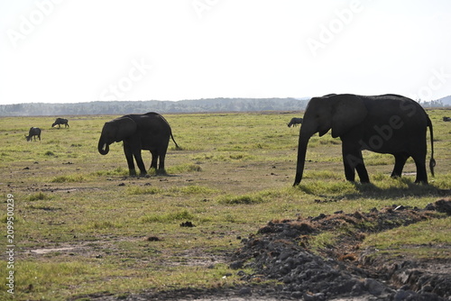 Bild auf Leinwand African elephants are members of the genus Loxodonta comprising two living elephant species, the African bush elephant (L