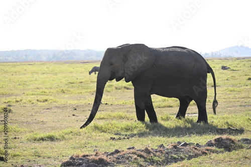 Bild auf Leinwand African elephants are members of the genus Loxodonta comprising two living elephant species, the African bush elephant (L