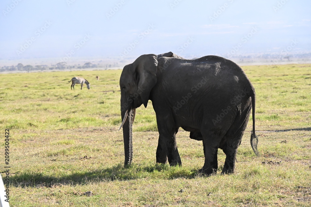 Fototapeta premium African elephants are members of the genus Loxodonta comprising two living elephant species, the African bush elephant (L. africana) in amboseli national park