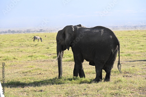 Принти на полотні African elephants are members of the genus Loxodonta comprising two living elephant species, the African bush elephant (L