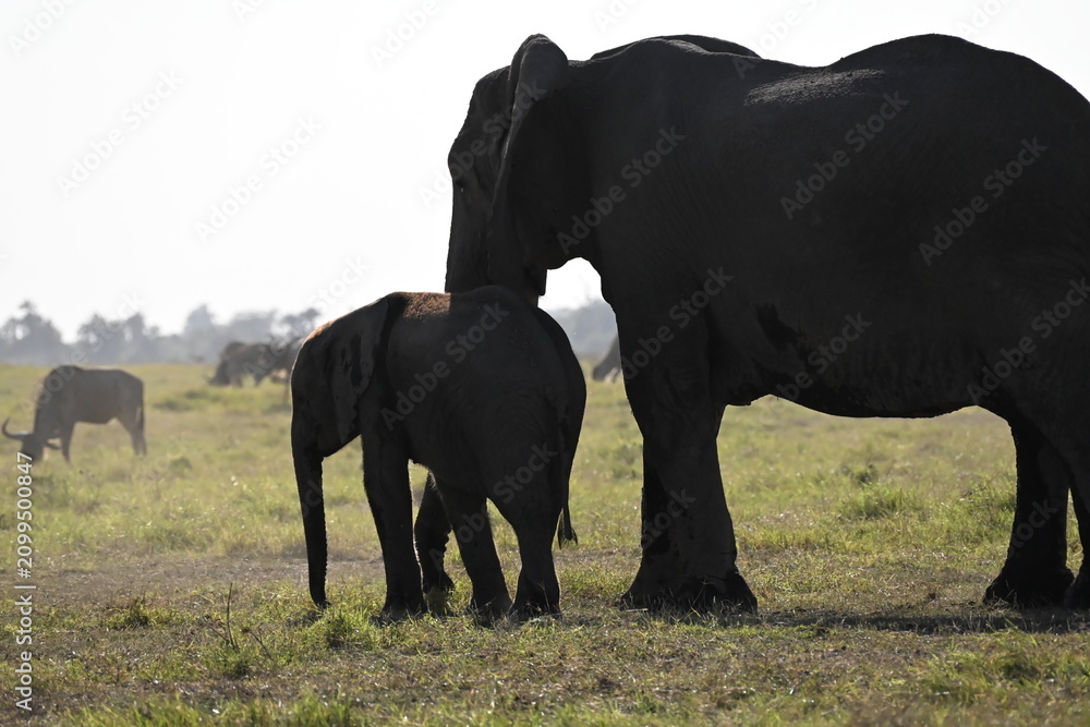 Fototapeta premium African elephants are members of the genus Loxodonta comprising two living elephant species, the African bush elephant (L. africana) in amboseli national park