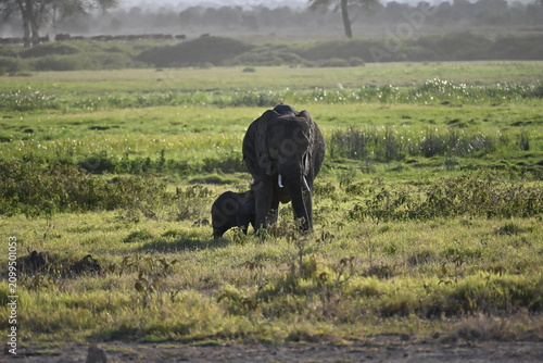 Obraz na plátně African elephants are members of the genus Loxodonta comprising two living elephant species, the African bush elephant (L