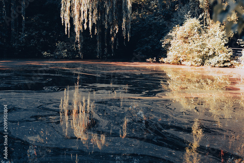 Cuadro en lienzo pond scum