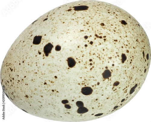 Fototapeta Quail egg isolated on white background