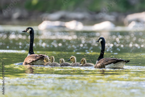 Принти на полотні Canada Geese with Goslings floating down a creek