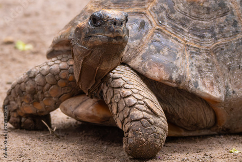 Yellow-Footed Tortoise
