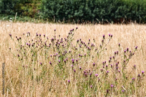 Фотография Common knapweed centaurea nigra wildflowers blooming in a dry golden grass summe