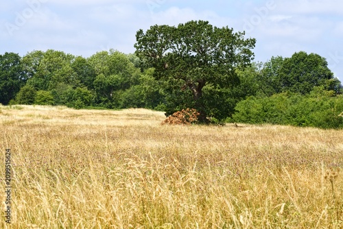 фотографія English oak tree in a golden summer meadow with wild knapweed flowers