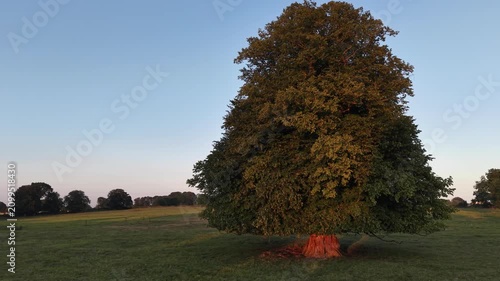 Large Deciduous Tree Standing in an Open Grass Field at Sunset