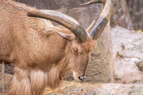 Obraz na plátne Barbary Sheep