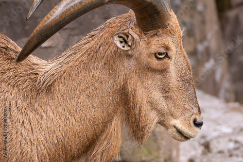 Fotografie Barbary Sheep