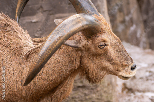 Fotografía Barbary Sheep