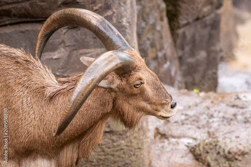Vászonkép Barbary Sheep