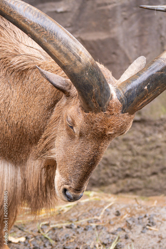 Konstfotografi Barbary Sheep