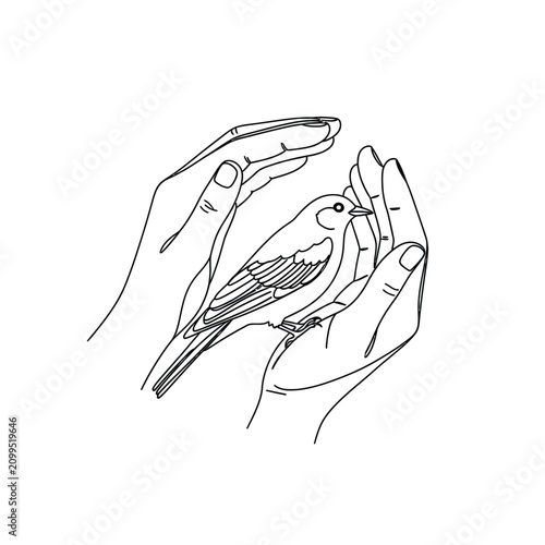 A delicate bird is held gently within a pair of cupped hands.