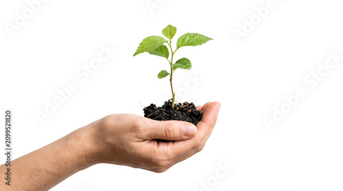 Mao aberta segurando uma planta jovem com terra e raizes PNG Isolated on transparent background