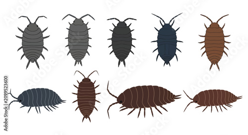 Foto Set of Woodlice and Isopods Illustration