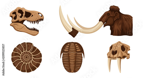 Fossil Collection: Dinosaur Skull, Mammoth, Ammonite, Trilobite, Saber-tooth Cat Skull