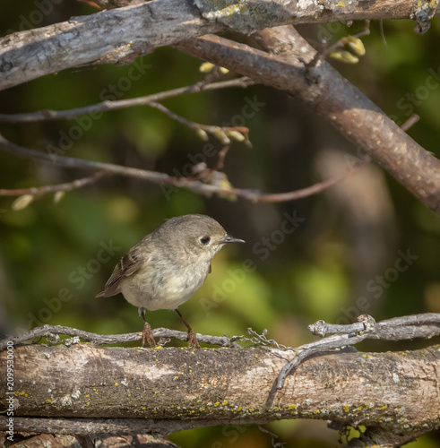 Foto Ruby-crowned Kinglet in wood debris on a beach at Pelee National Park during spr