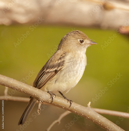 Obraz na plátně Least Flycatcher closeup in a woodland area at Pelee National Park in Springtime