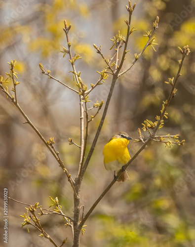 Foto Yellow-breasted Chat posing in a small tree in springtime at Pelee National Park