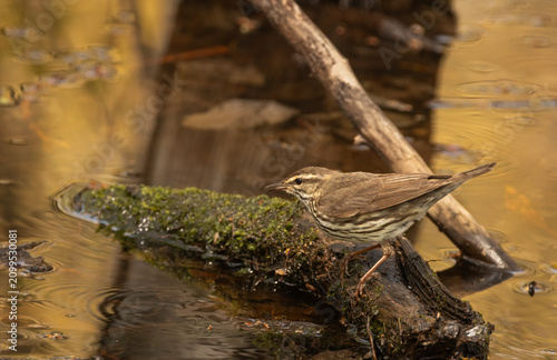 Fotografie Northern Waterthrush in a wooded wetland at Pelee National Park in Ontario in Ma