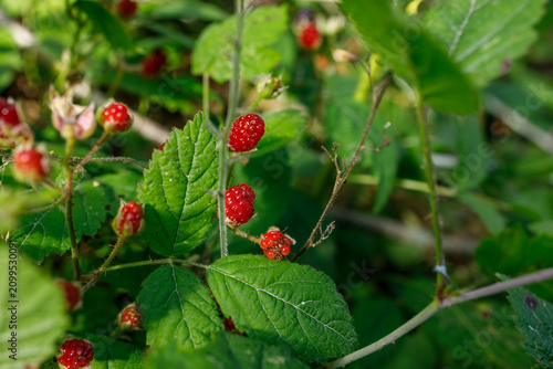 Konstfotografi Bright red unripe wild berries hang from a hairy bramble vine among fresh green serrated leaves, waiting to darken as they ripen through the summer season