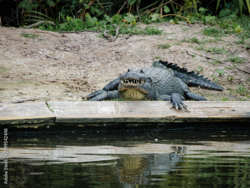 American Alligator basking on a wooden plank at an alligator farm.