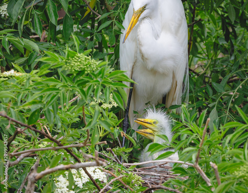 Great White Egret and chicks at an egret rookery in St. Augustine Florida.