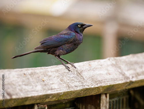 The Common Grackle perched on a fence at bird rookery in St Augustine Florida.